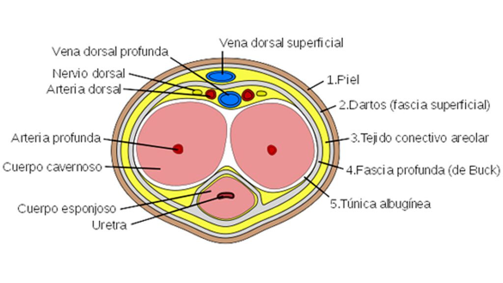 anatomia y partes del pene 